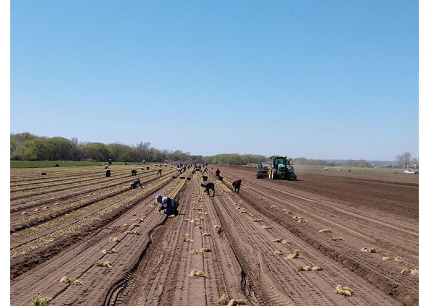 Workers harvest onions for Keystone Fruit Marketing Inc.