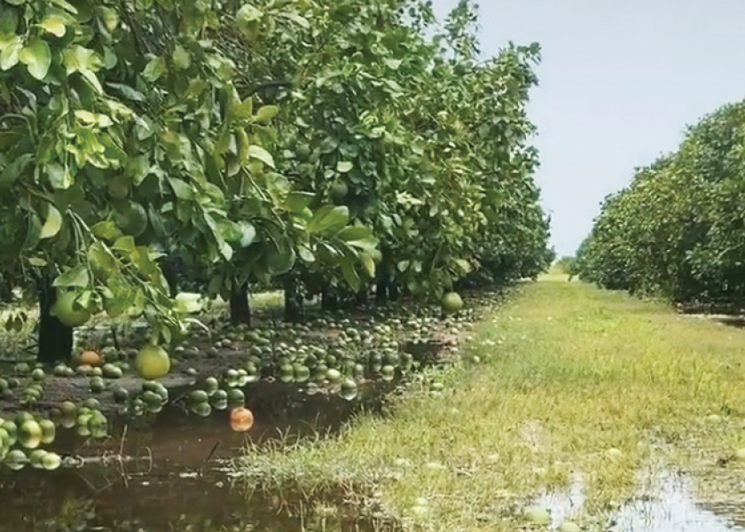 Texas citrus growers assessing damage from Hurricane Hanna