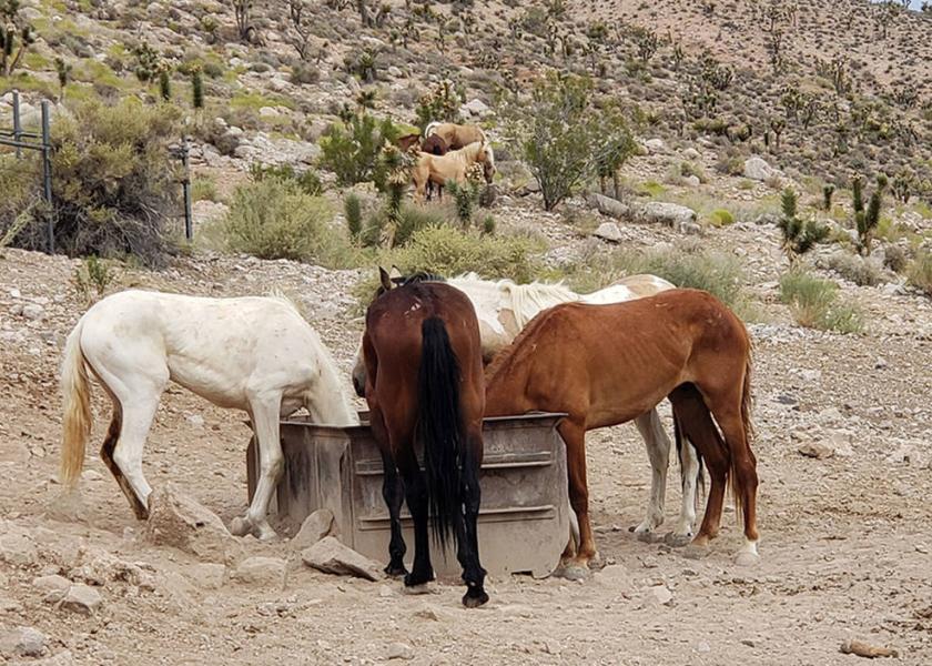 Horses in Nevada's Red Rock Canyon National Conservation Area.