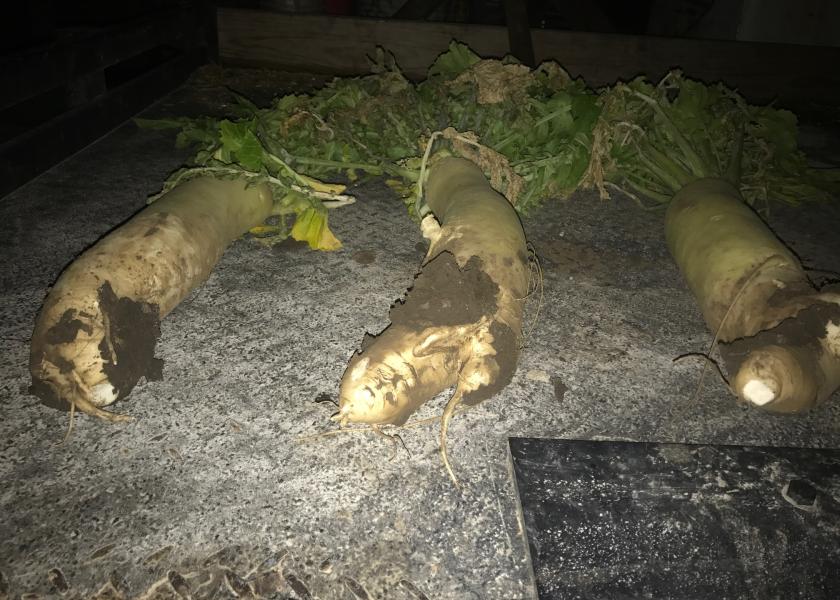 Kyle Grumke uses radishes in his eight-species cover crop mix that follows wheat. He notes it's good for grazing, but since it's protein rich don't let cattle ingest too much since it can cause bloating.