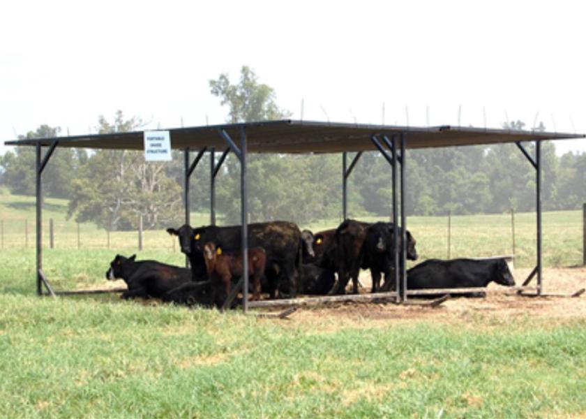 Tips for Shade and Cattle during the Hot Summer