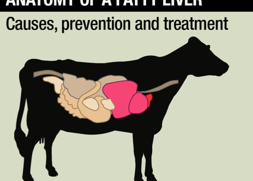 Prevention And Treatment Of Fatty Liver In Dairy Cows All About Cow