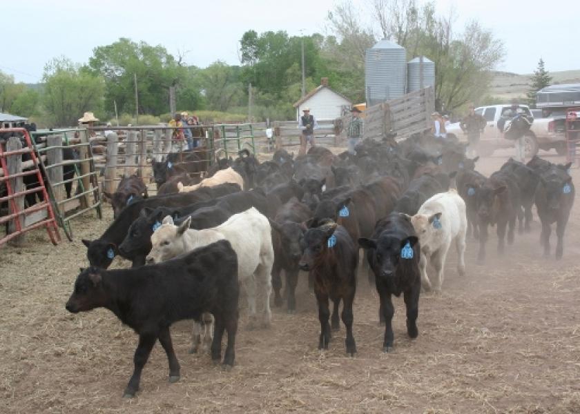 Influenza type D could play a role in the bovine respiratory disease complex.