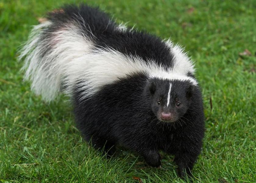 Skunks and other wildlife, such as bats and foxes, are the most common reservoirs of rabies.