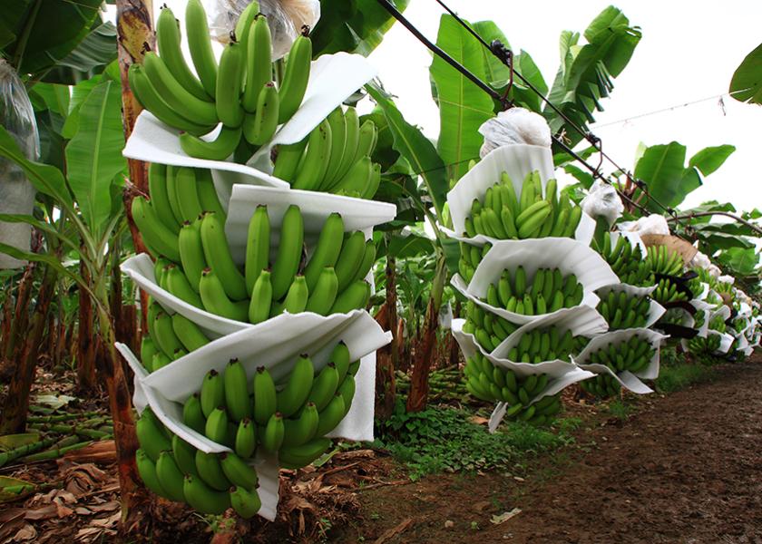 Dole Bananas, Organic, Bananas & Plantains