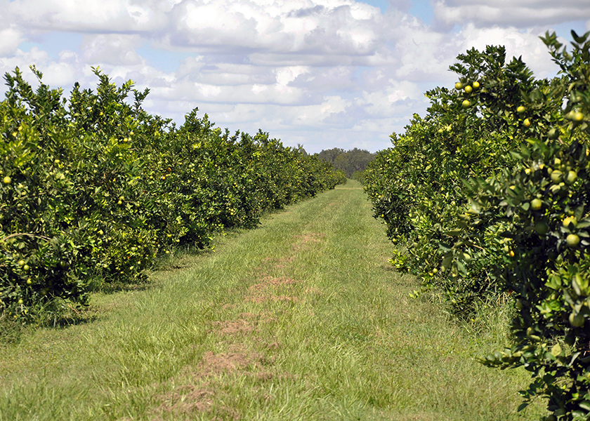 Florida Classic Tangerines – Florida Classic Growers