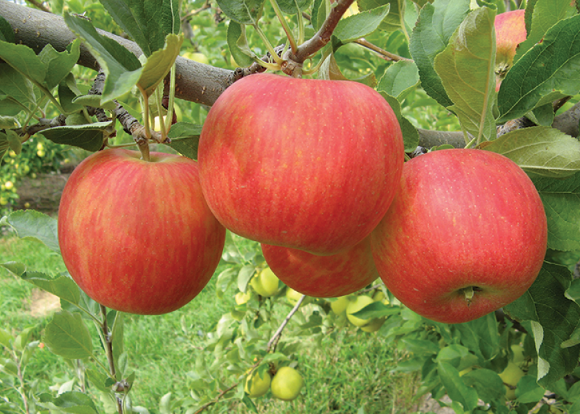 Washington’s apple export season could be rough, marketers say