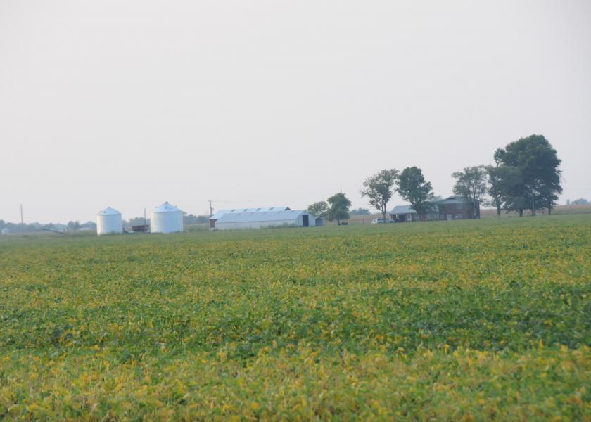 Scout For These 4 Yield-Robbing Soybean Ailments 