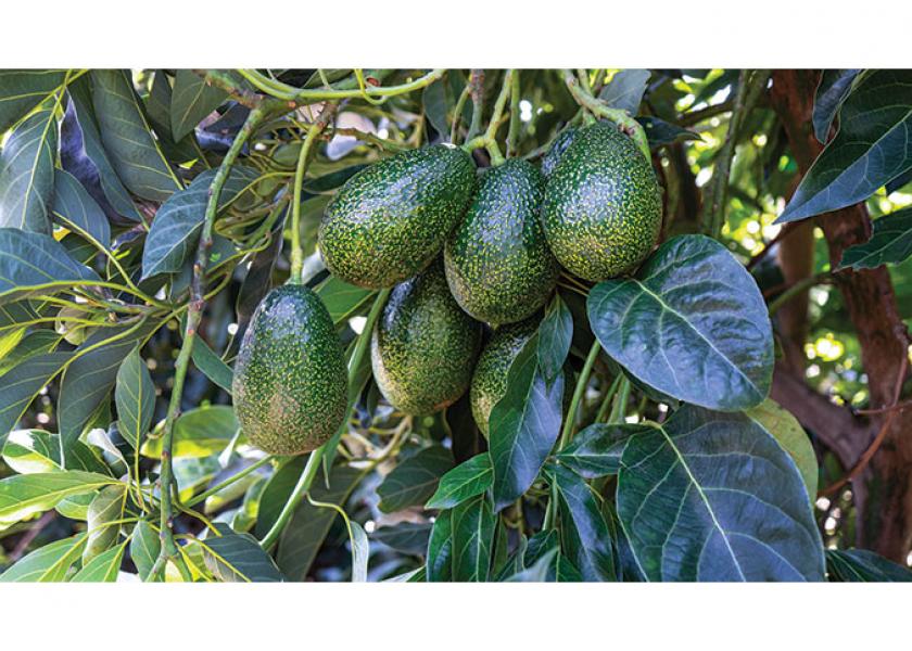 Index Fresh Inc. is credited with bringing the GEM avocado variety to the forefront.