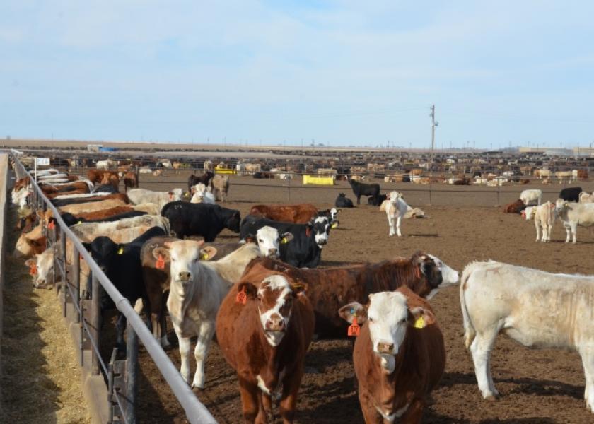 Feedlot Cattle