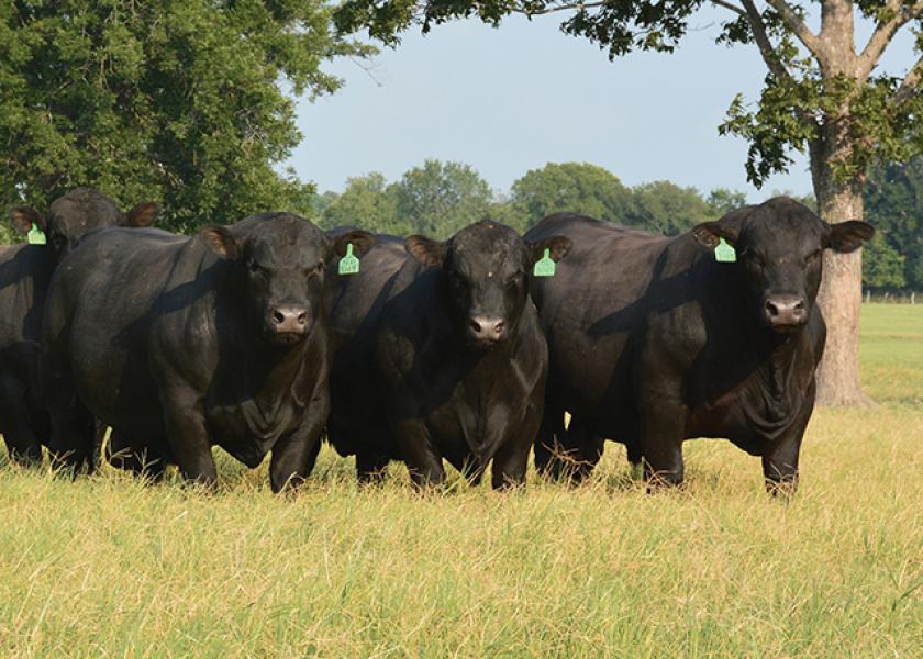 Bull Selection Strategies that Improve Cattle Operation
