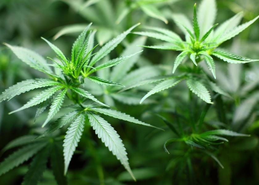 Cannabidiol (CBD) is a non-psychoactive  component of cannabis plants