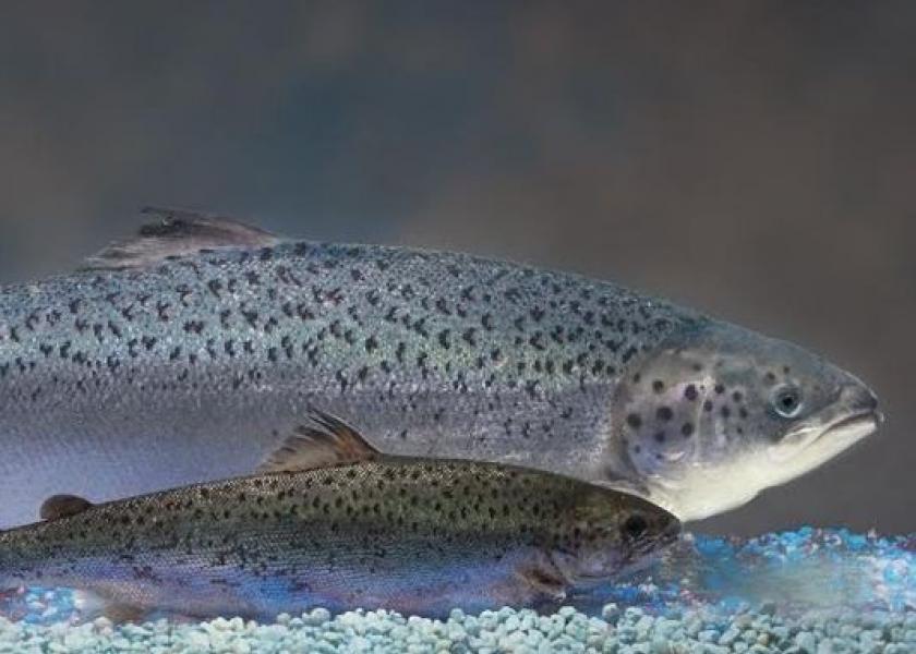 The AquaAdvantage Salmon (top) grows twice as quickly as conventional Atlantic Salmon, while requiring less feed.