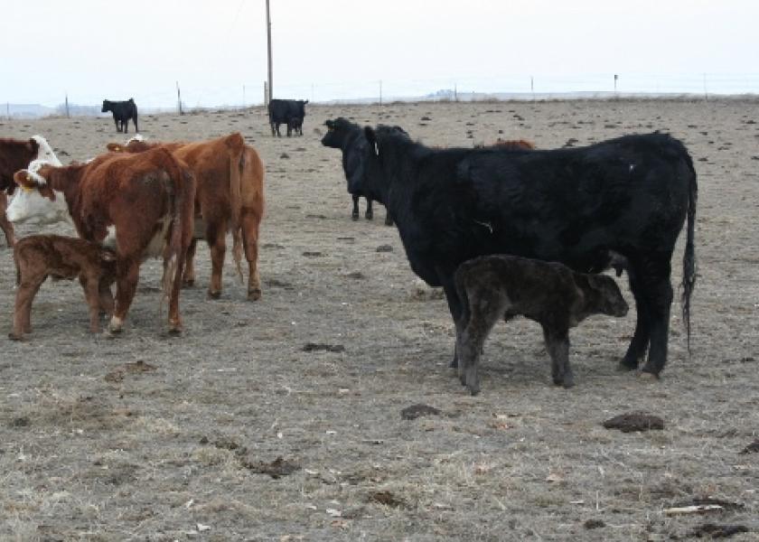 The bacteria, C. perfringens Type C in nursing-age calves, may proliferate and become toxic when a calf’s nutritional intake is inconsistent.