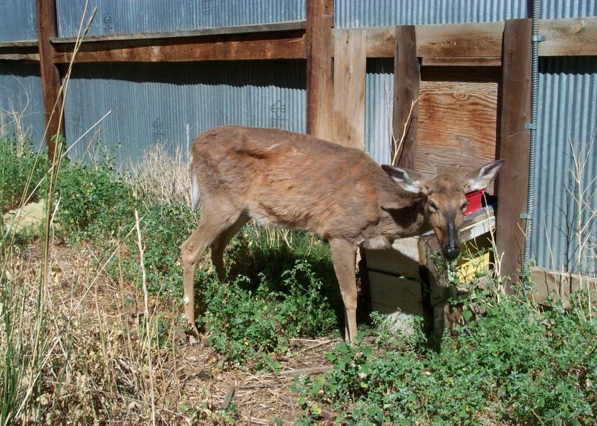 The CIDRAP CWD Resource Center is part of CIDRAP’s Chronic Wasting Disease Response, Research and Policy Program.