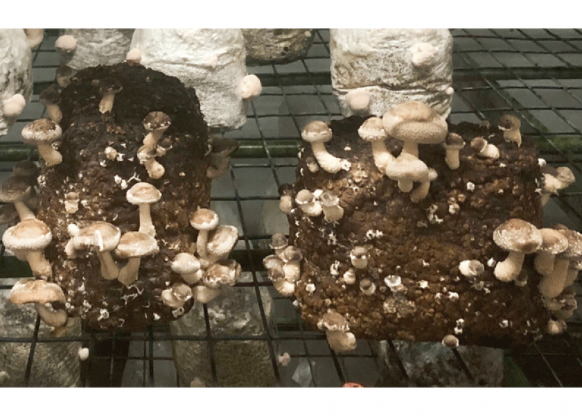U.S. shiitake mushroom growers question Chinese imports