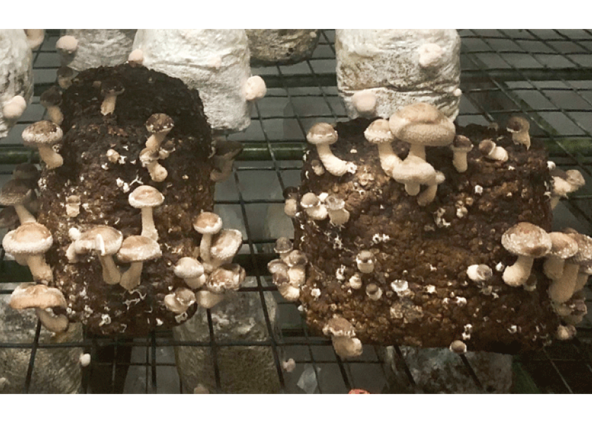 U.S. shiitake mushroom growers question Chinese imports ...