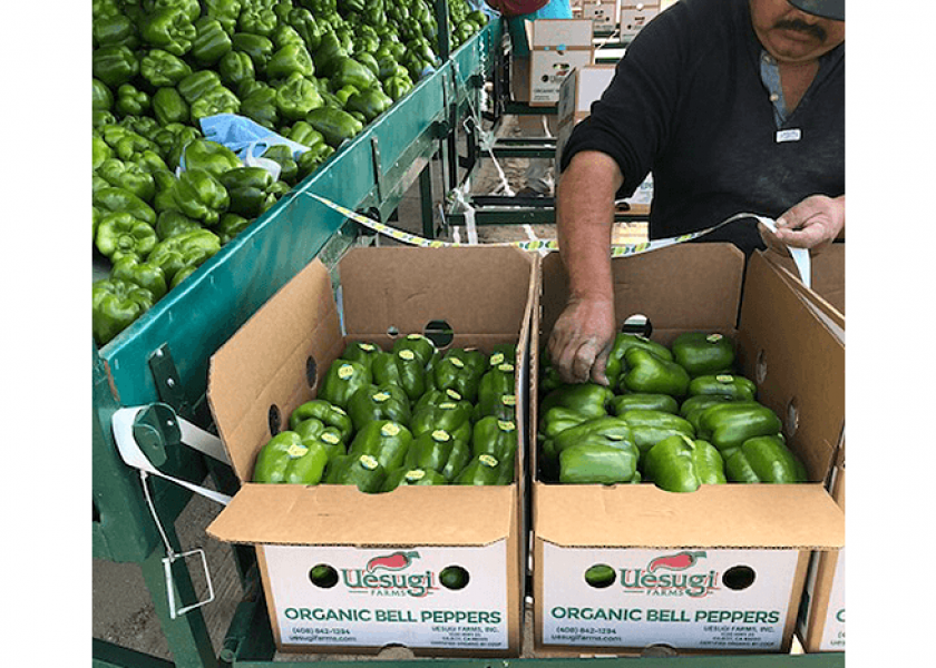 Growers increase organic bell pepper production
