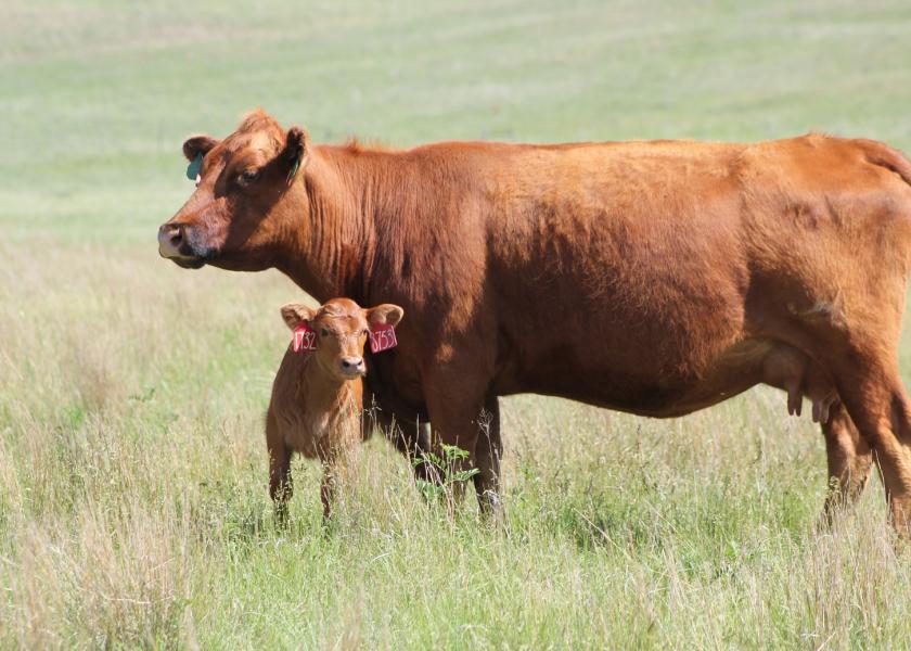 Glenn Selk: Prolonged Labor Affects Post-Calving Re-Breeding