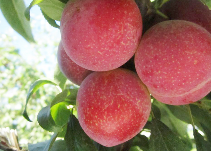 Flavor Tree expects huge growth for Verry Cherry plums