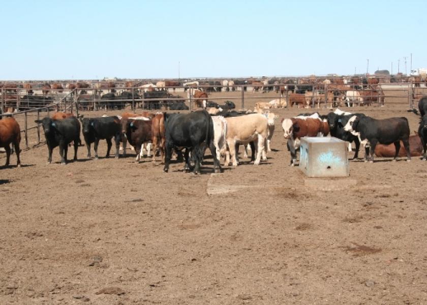 Cattle fed the algae product at the 5% level had significantly greater average daily gains and finished weight, lower feed intake and better feed-per-gain compared with control cattle.