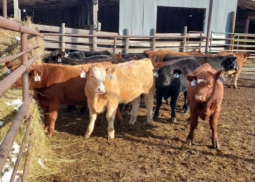 Backgrounding calves