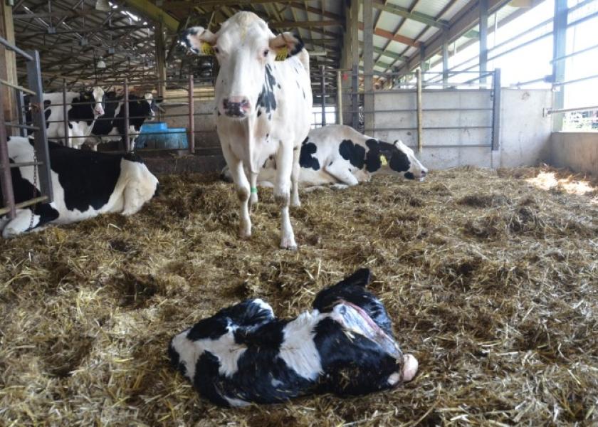 Overcrowded maternity pens can present a major problem when it comes to creating a calm calving environment. 