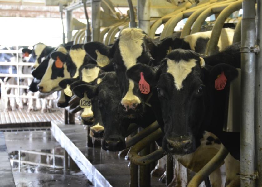 Changes in Dairy Industry Benefit Dairy Cattle Health and Welfare and  Consumers | Dairy Herd