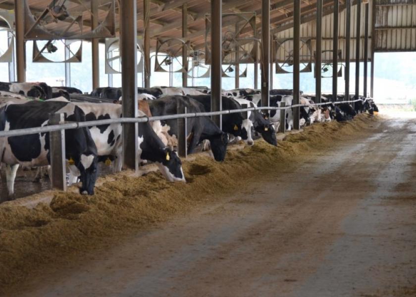 With summer temperatures comes the need to manage the effects of heat stress on dairy cattle. While the milking herd is usually given top priority in management efforts, dry cows and springing heifers are arguably the more important groups to protect from heat.