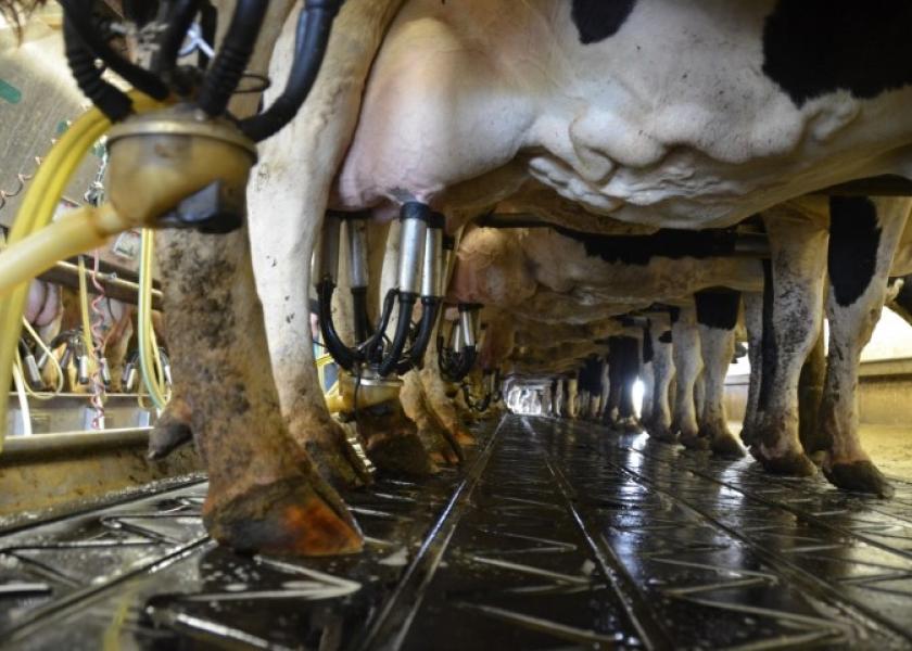 Lost milk production is just one of the costs associated with high SCC.