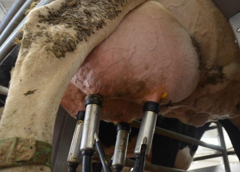 Poor udder health is a multifactorial problem in which dry period and peripartum health play a key role. 