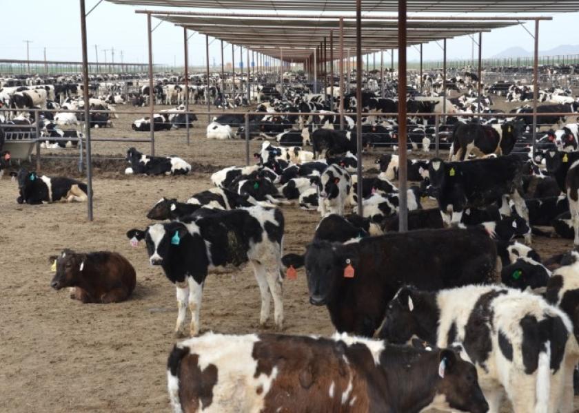 DT_Feedlot_Dairy_Calves