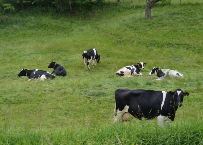 DT_Germany_Dairy_Cows_Grazing