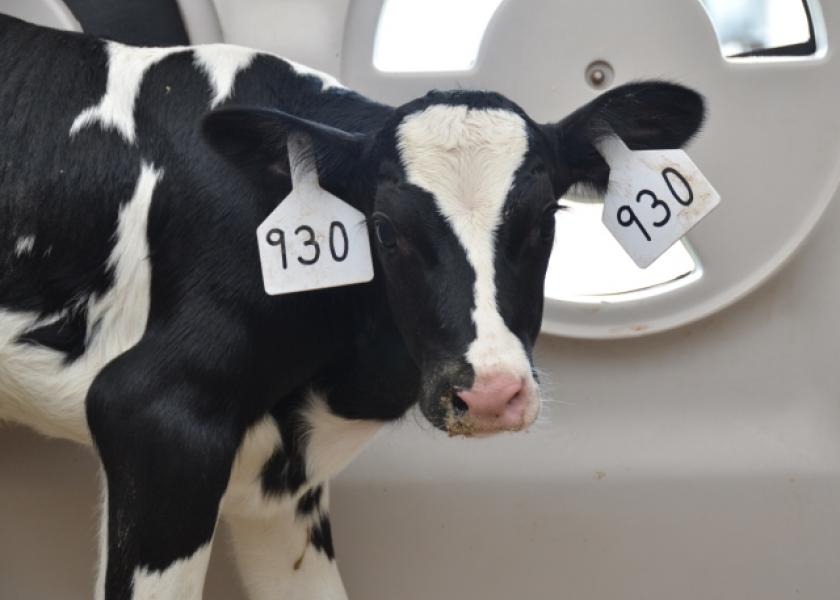 Trace minerals are important to calves’ development, but these nutritional components can vary in source. It turns out some trace minerals are more palatable than others, resulting in significant differences in consumption by calves. 