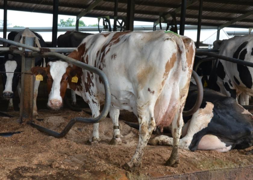 Tail Docking Survey Dairy Herd