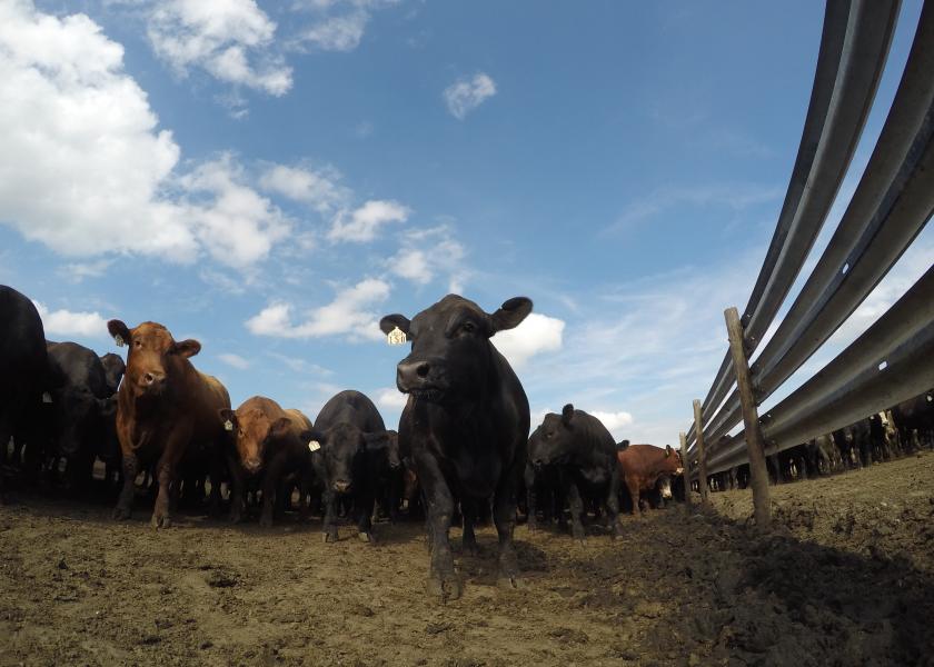 Sometimes, the slightest of differences between groups of feeder cattle can significantly affect their value when sold as fats. Understanding these subtle nuances can help you more effectively market your future calf crops.