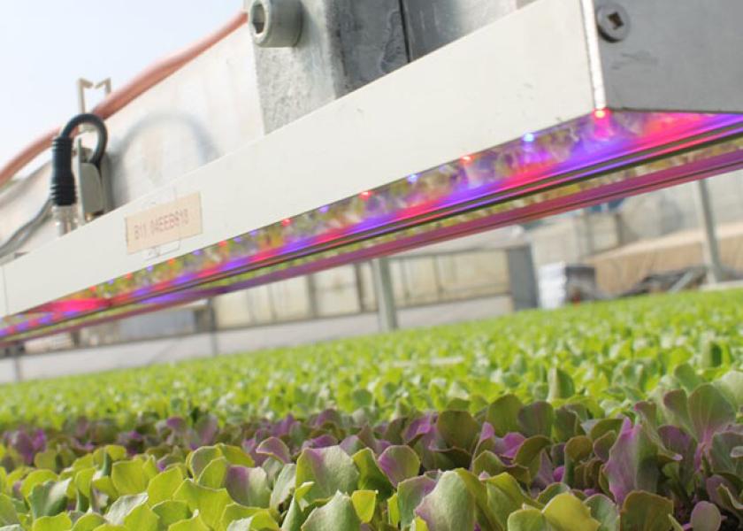 New Zealand based BioLumic uses proprietary UV treatment systems to increase the performance of seedlings and seeds.