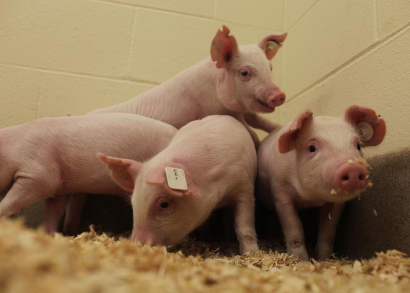 Genus Enters Collaboration to Market Gene-Edited Pigs in China