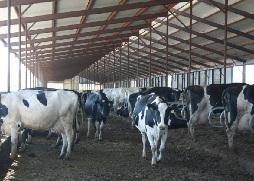 The ideal stocking rate would minimize fixed costs per head without negatively affecting milk production, reproduction and overall cow welfare.