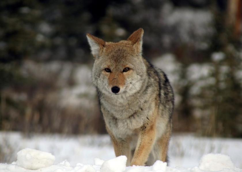 A proposal in Oregon seeks a ban on coyote-hunting contests, but the language runs afoul of the state's constitution which also permits strip clubs as free speech.