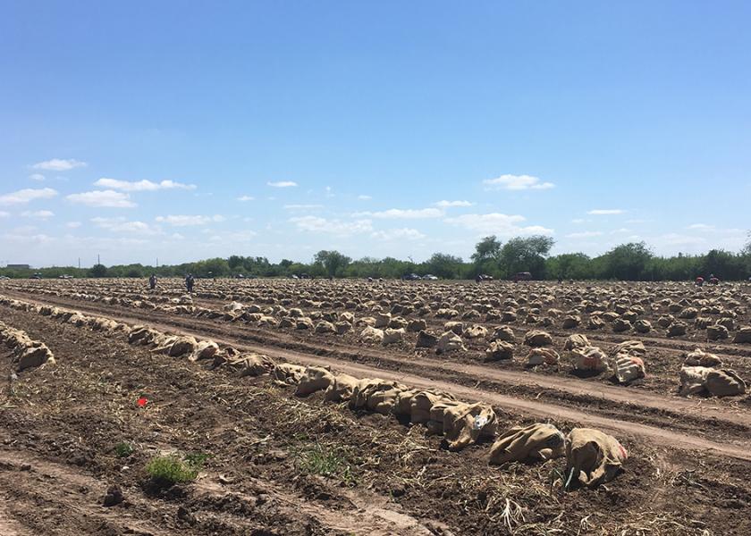 Texas spring onion harvests ramp up