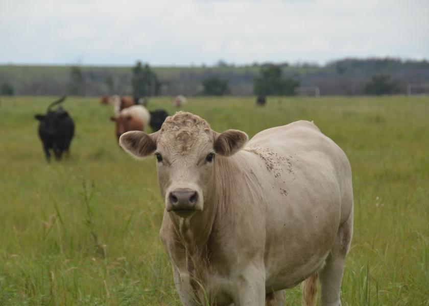23 State Cattle Groups Call for DOJ Investigation