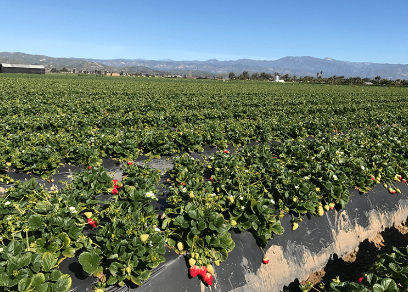 California Strawberries business updates