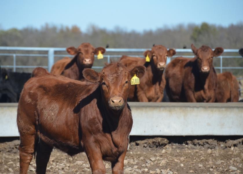 Preconditioning calves