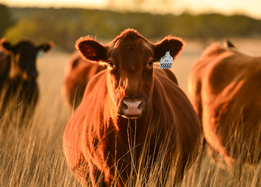 Red Angus