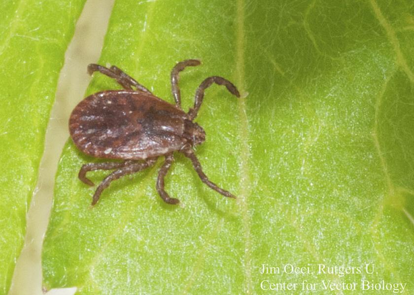 The longhorned tick is known as an aggressive biter that can infest cattle in large numbers.