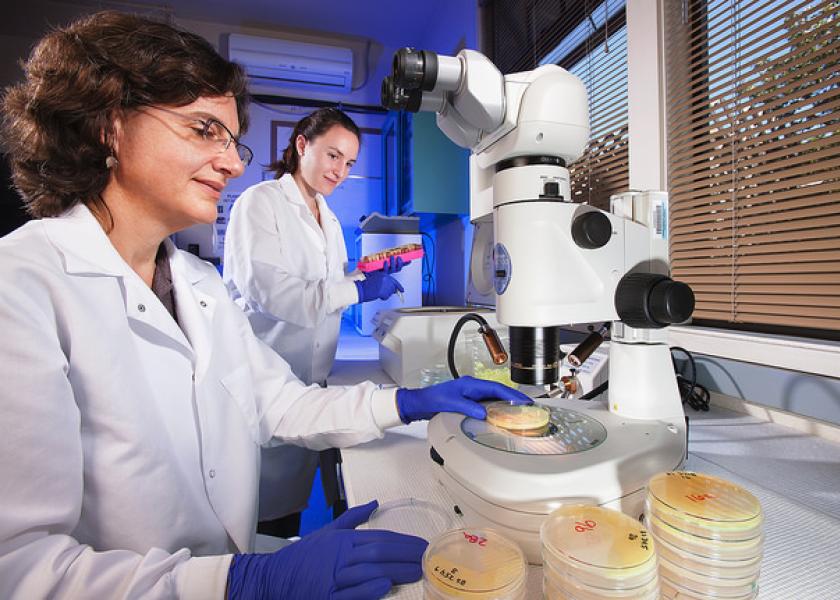 U.S. Department of Agriculture (USDA) Agricultural Research Service (ARS) scientists identifying bacterial pathogens in the lab. 