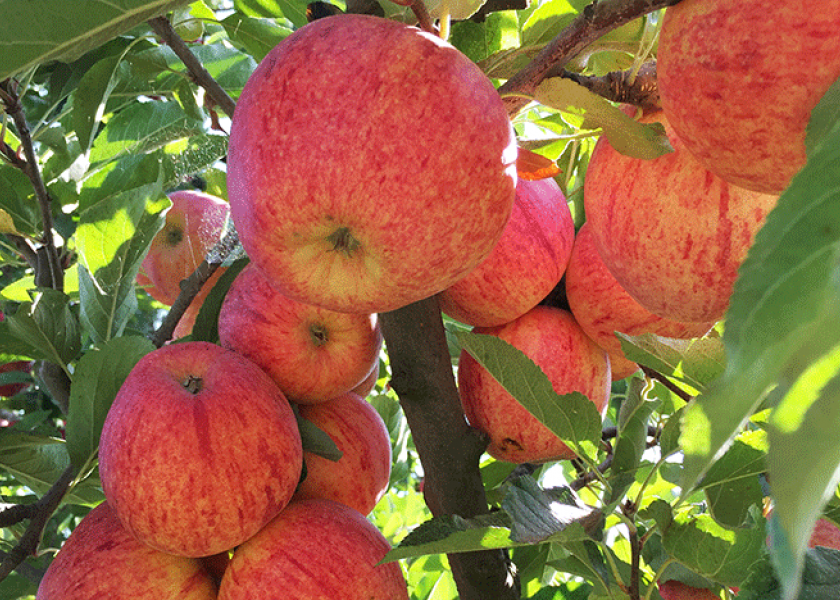 Oppy’s Southern Hemisphere organic apple season begins