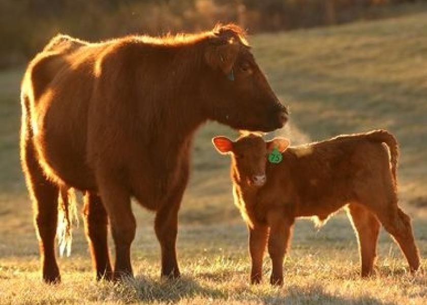 Extreme cold, snow, mud and flooding have all created unique challenges during calving season.