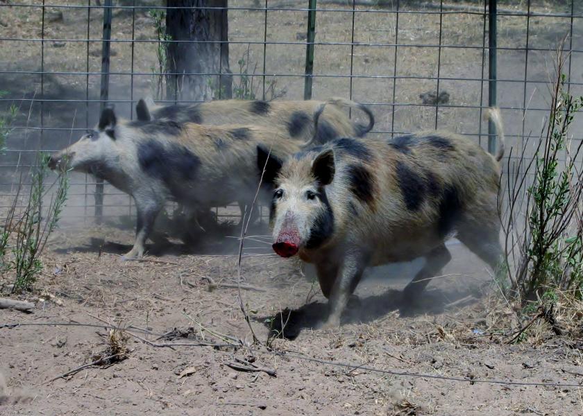 Wild Pigs Are Destroying the Country: How Do You Stop Them?